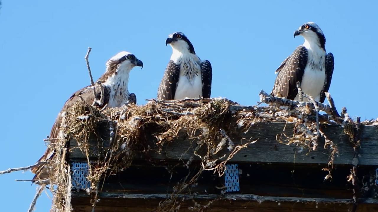 Osprey Family