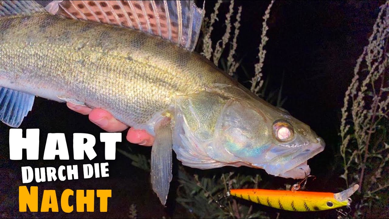 Mit Wobbler auf Zander. Livebisse + Tipps