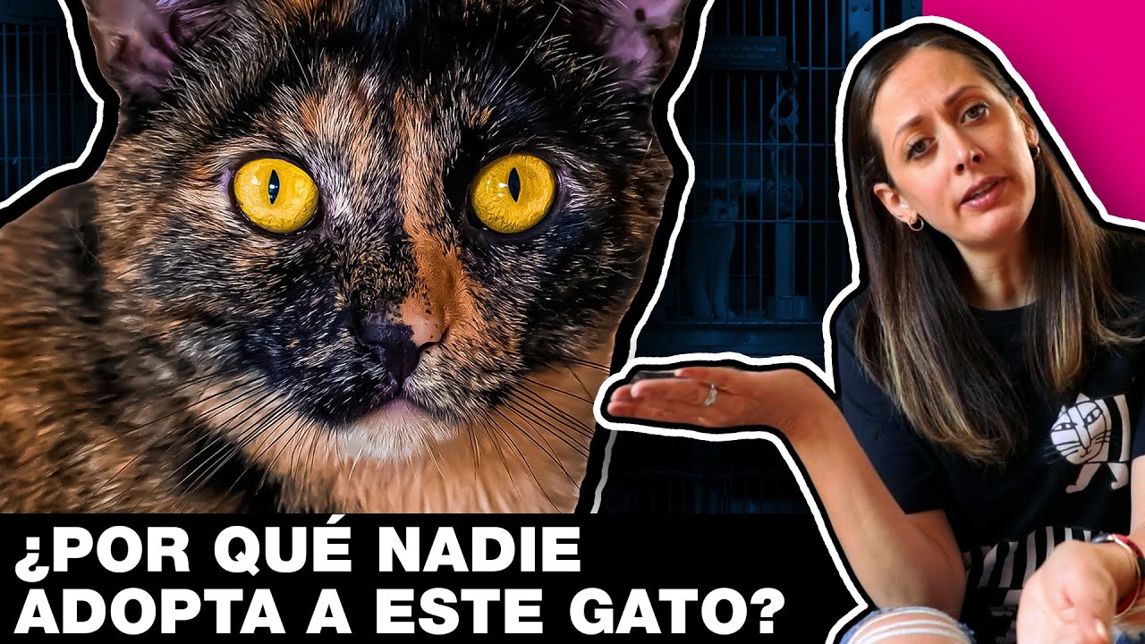 GATOS CAREY: &iquest;HERMOSOS O ESPANTOSOS? 🙀 LA GATER&Iacute;A TV
