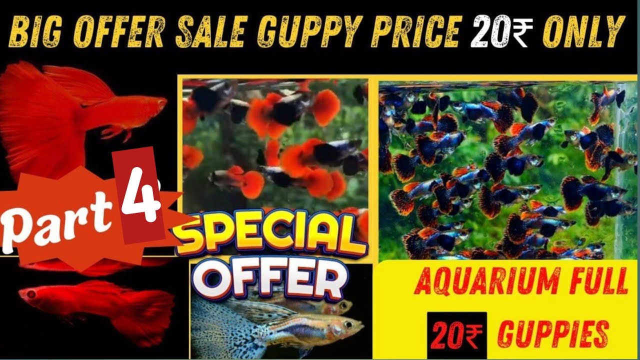 Big Offer Sale Guppy 😳 || guppy fish price 20₹ only || Aquarium full 20₹ high breed guppies only 😳😳