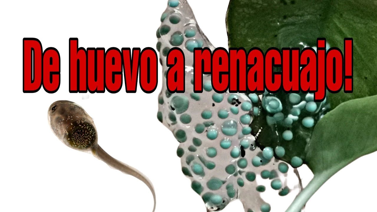 Así se desarrollan los HUEVOS de la RANA DE OJOS ROJOS.