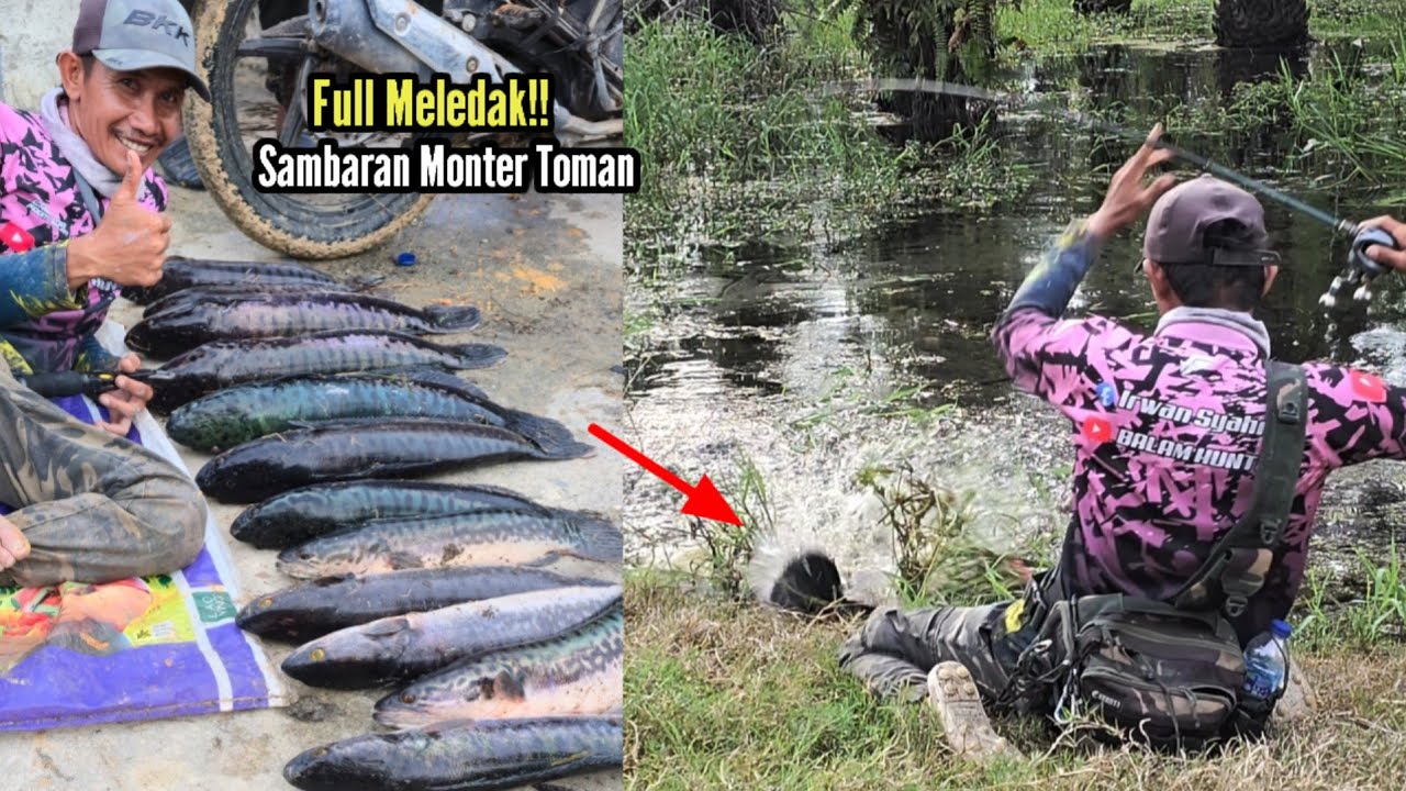 Gilak... Banjiran kebon isi Monster Toman semua