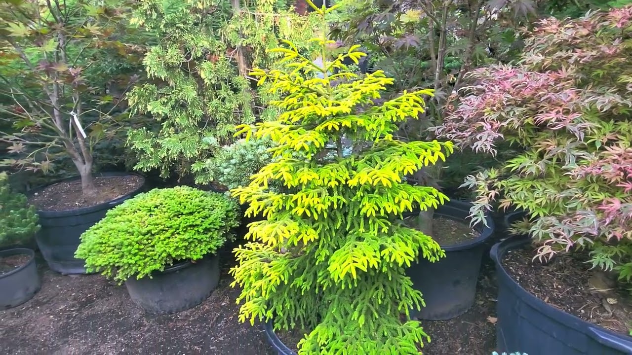 Летние цвета японских клёнов - Amazing Maples