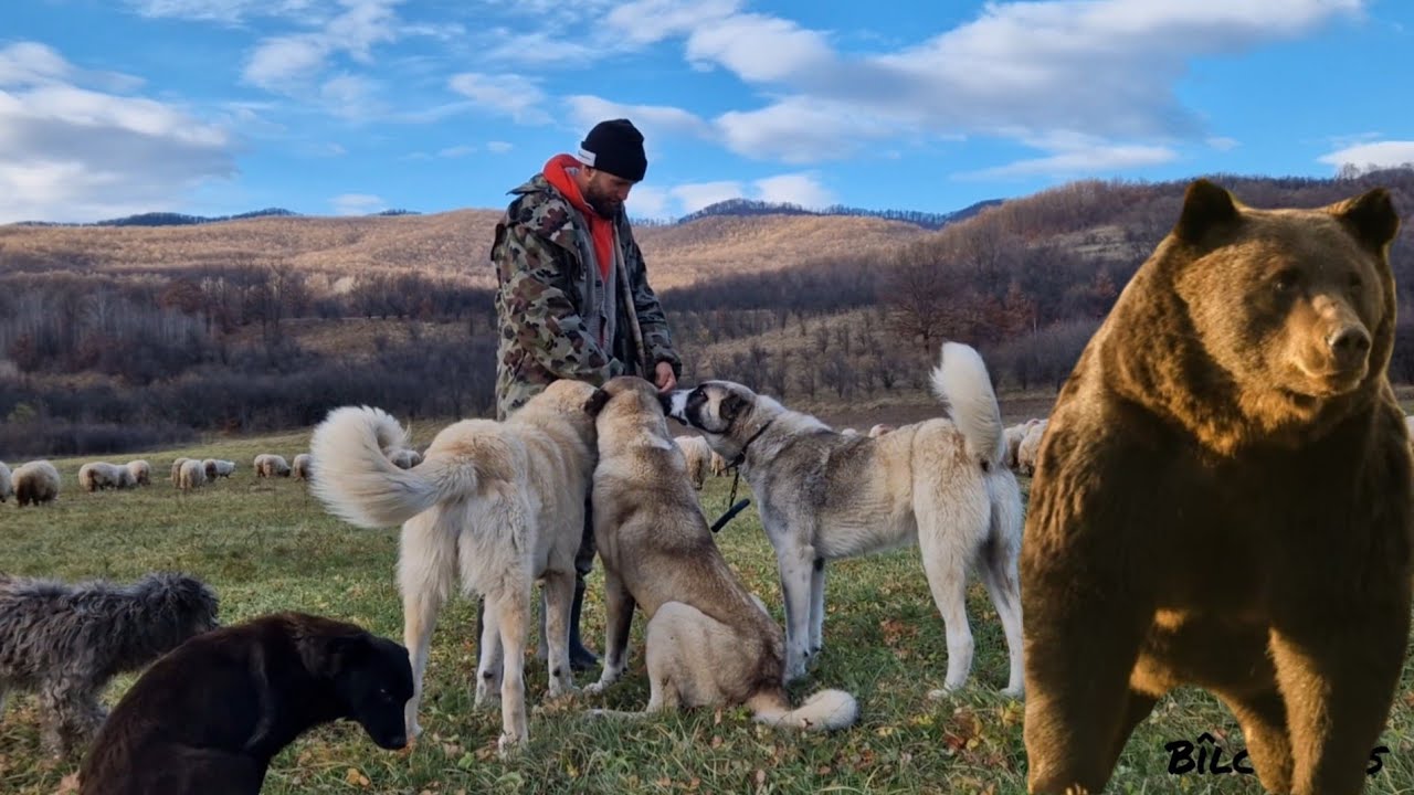 URSUL A ATACAT TURMA DE OI ÎNSĂ CÂINII ȘI-AU FACUT TREABA/ Povești ciobănești cu urși lupi și șacali