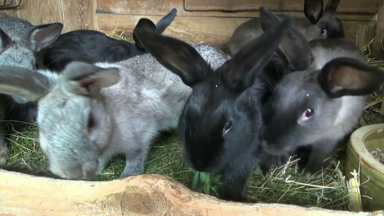 Junge Kaninchen bei Tiere aus Kriepitz, Mai 2021
