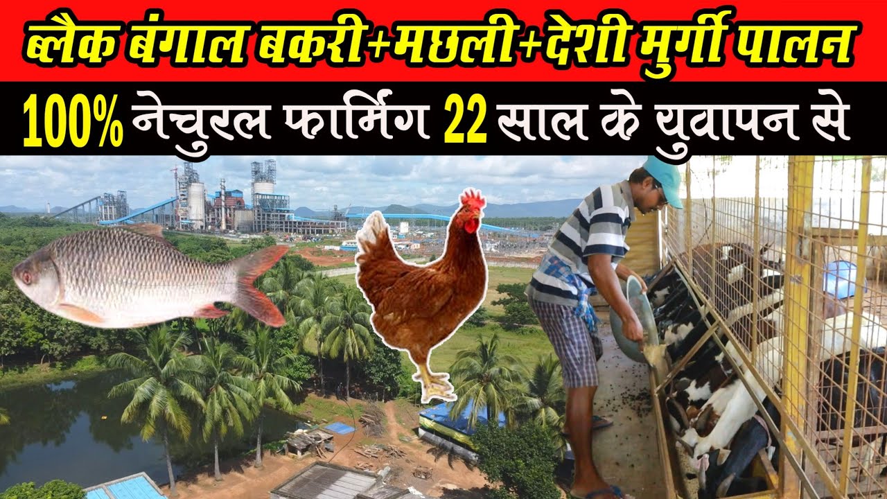 Black Bangal Bakri+fish+deshi murgi palan। ब्लैक बंगाल बकरी+देशी मुर्गी+मछली पालन 9658501478