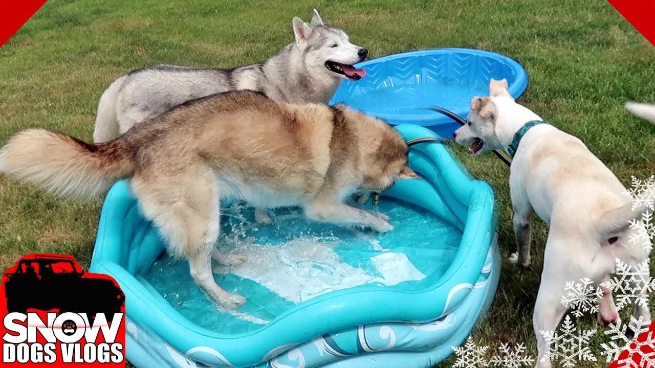Dog Pool Party on Game Night