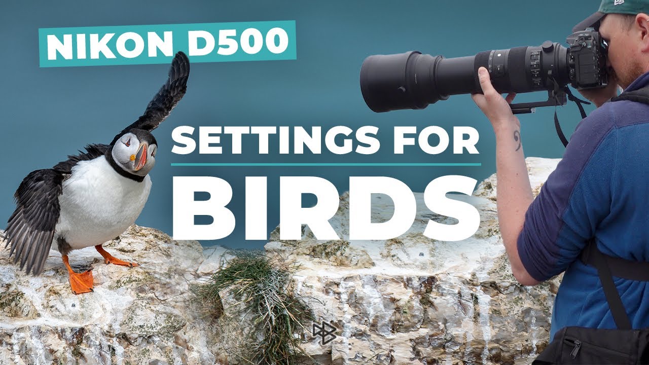 Как настроить Nikon D500 для фотосъемки птиц