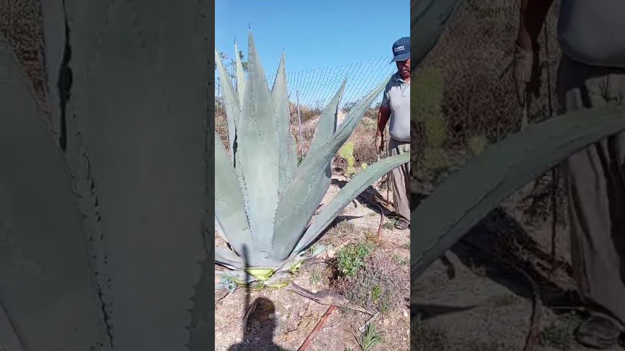 Hola a todos en este video mi esposo esta cortando pencas que sembramos espero les guste el video ❤️