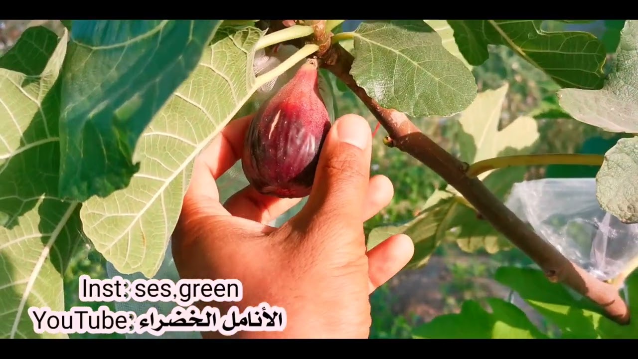 ثمار تين بورجيتو نيرو الإيطالي