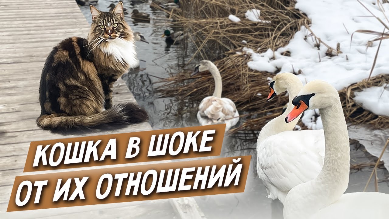 Кошке Анфисе их жалко! Лебеди, воспитание птенцов.
