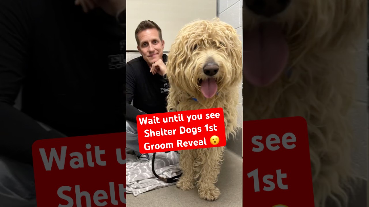 This Shelter Dog's Matting Was So Bad I Rushed Him to Grooming