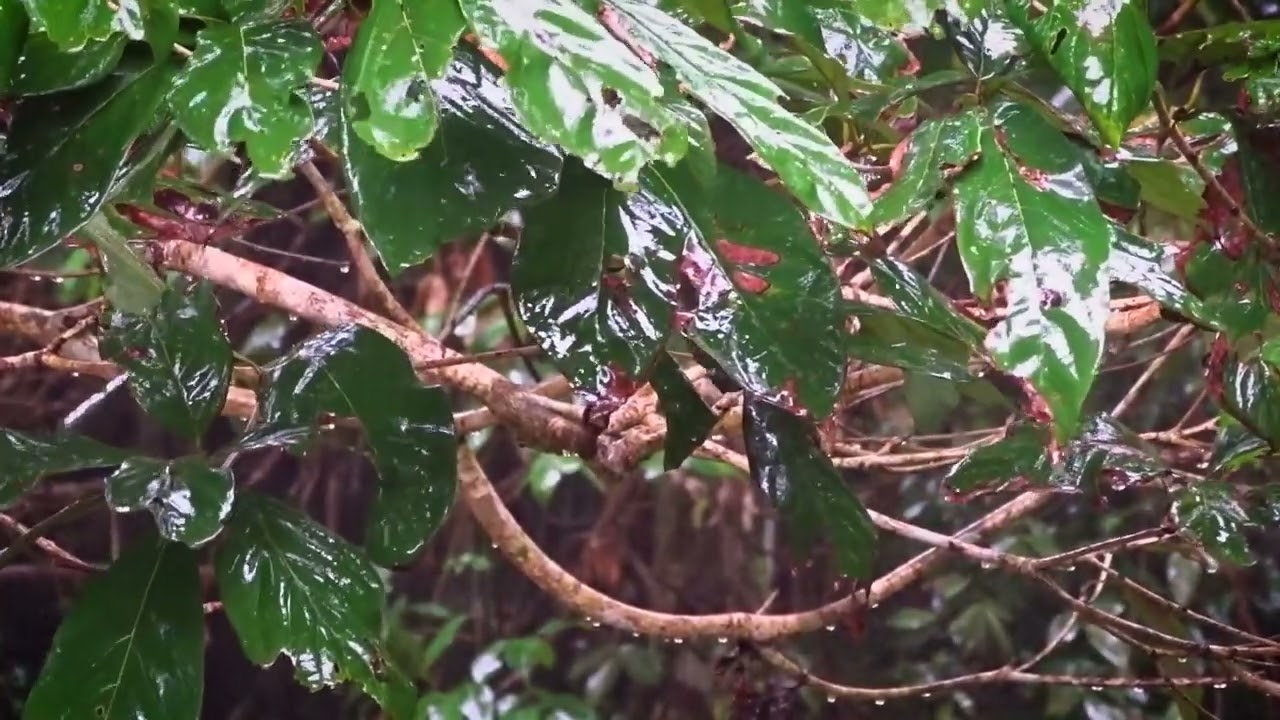 Healing Rainfall 🌧️ | Instant Rain Sounds for Stress Relief & Deep Sleep