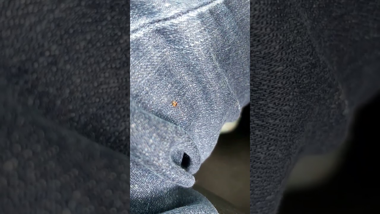 ladybug runnin on my leg 