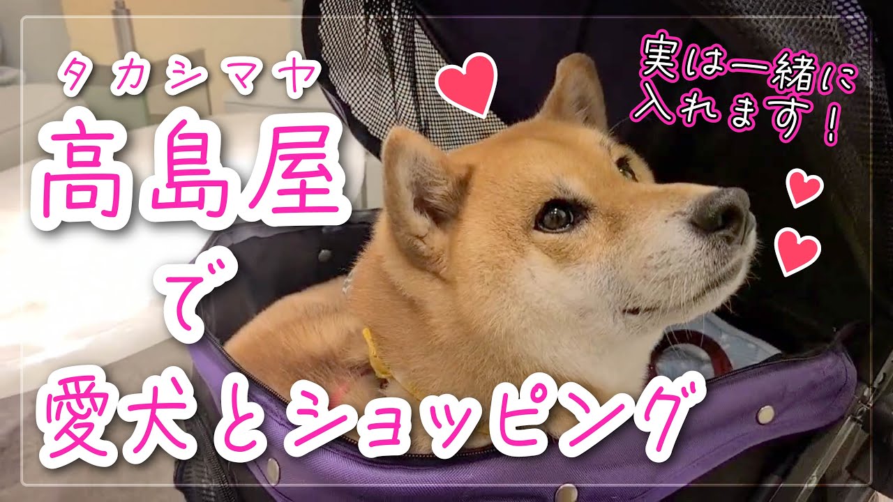 京都高島屋でママンとショッピングだワン！嵐山の柴犬ジェームス！～Shiba inu james by kyoto～