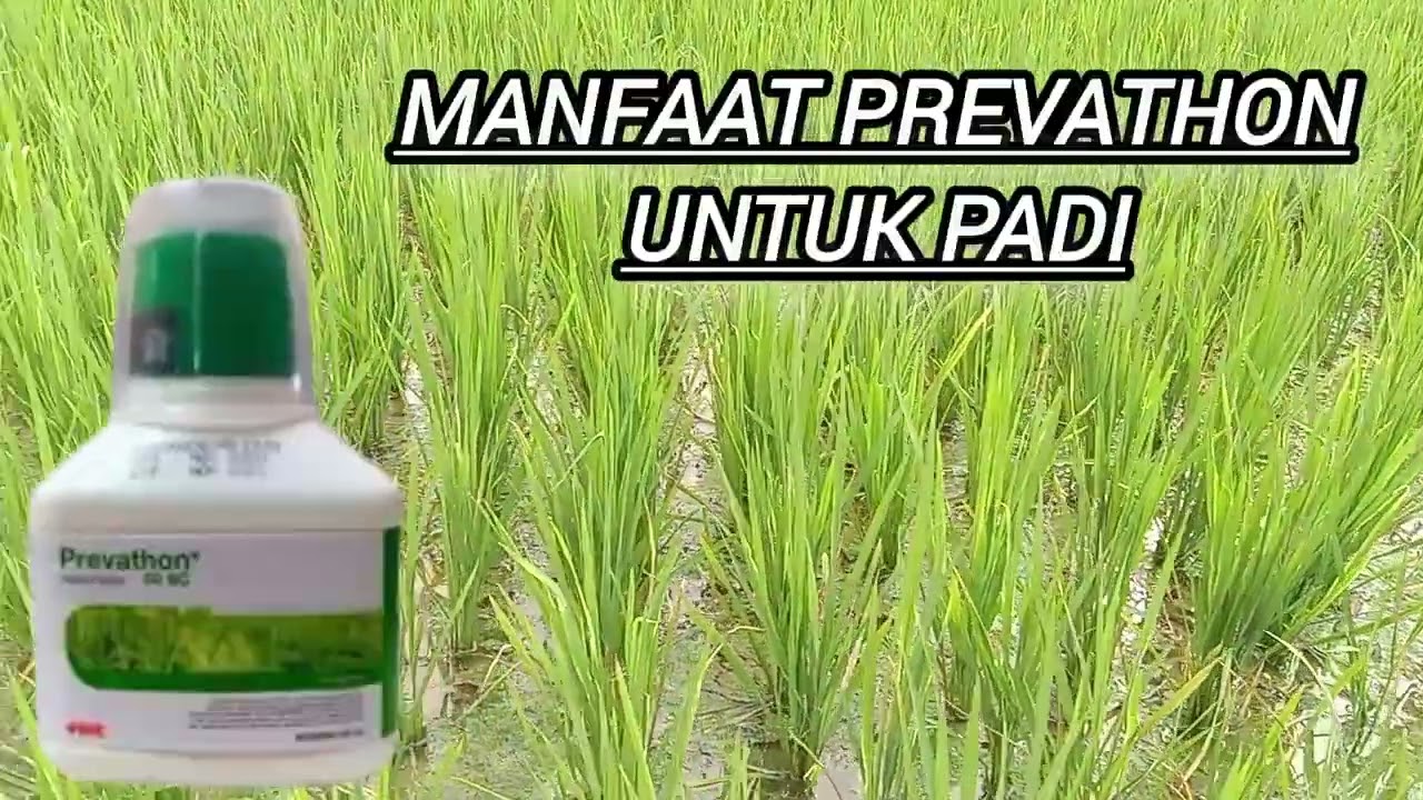 KEGUNAAN INSEKTISIDA PREVATHON UNTUK PADI#insektisida_ampuh #prevathon#ulatgrayak