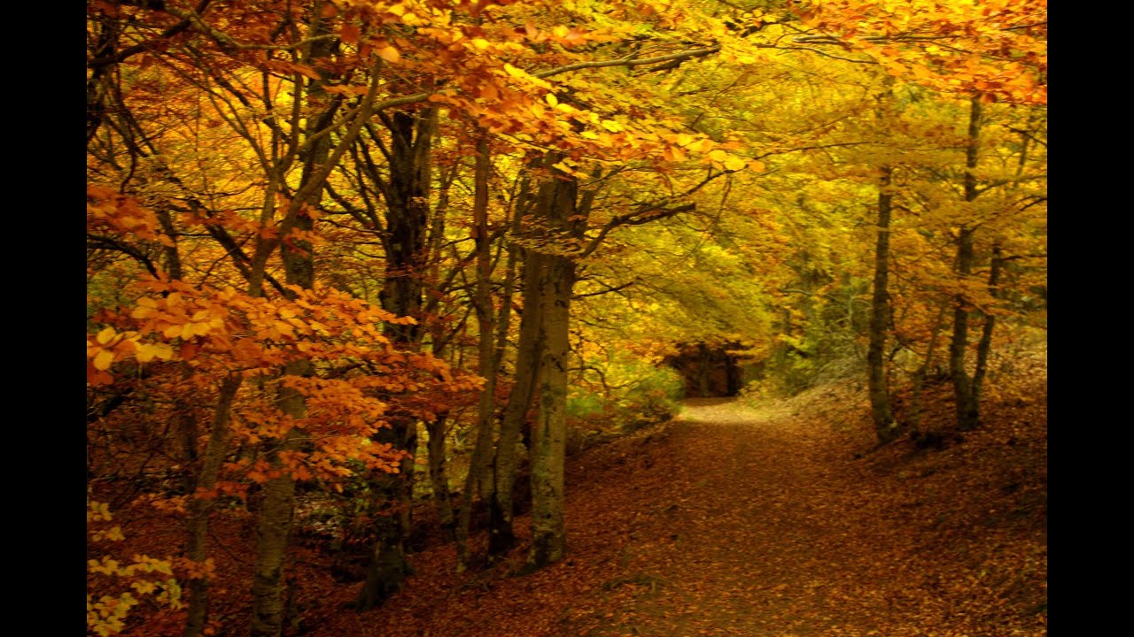 Fotos de Guadalajara -  Parque Natural del Hayedo de Tejera Negra - Otoño -2019