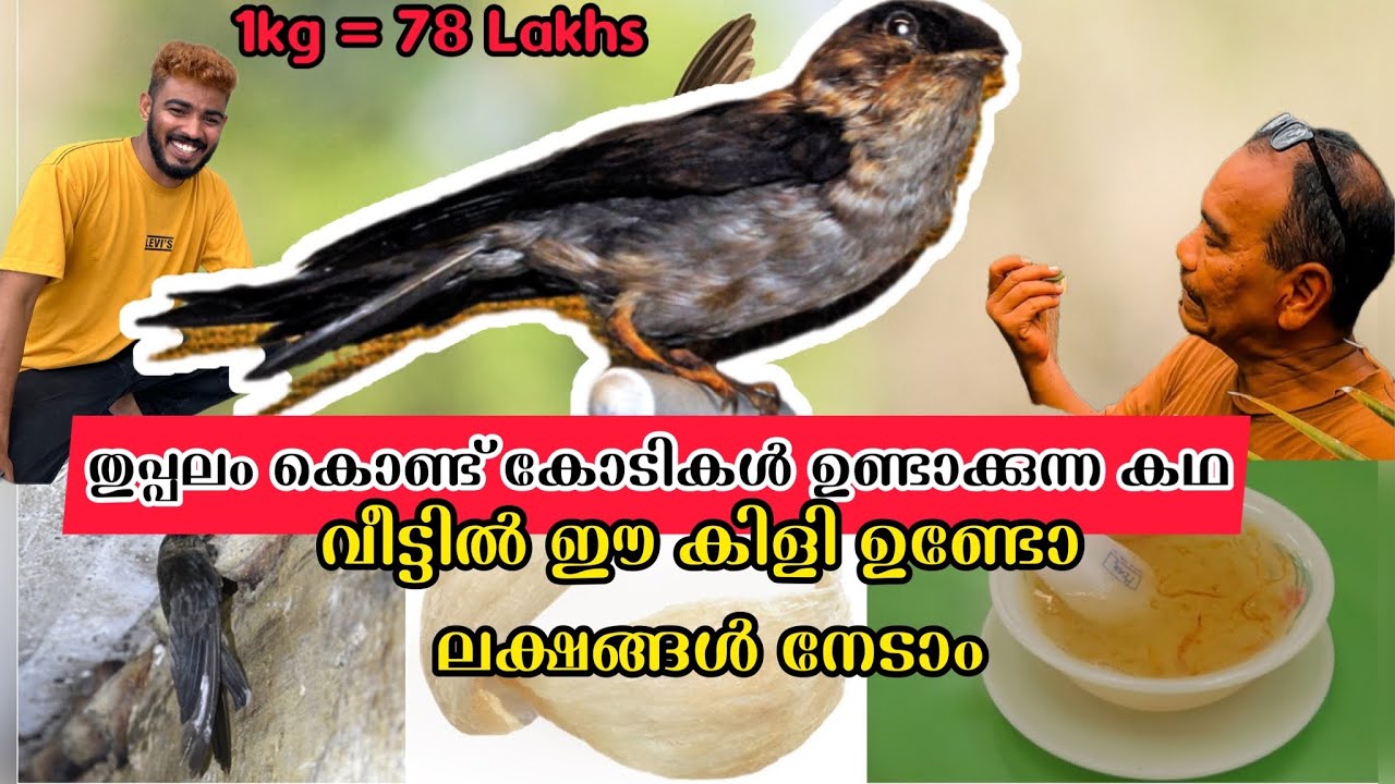 തുപ്പലം കൊണ്ട് കോടികൾ ഉണ്ടാക്കുന്ന കഥ | വീട്ടിൽ ഈ കിളി ഉണ്ടോ ലക്ഷങ്ങൾ നേടാം