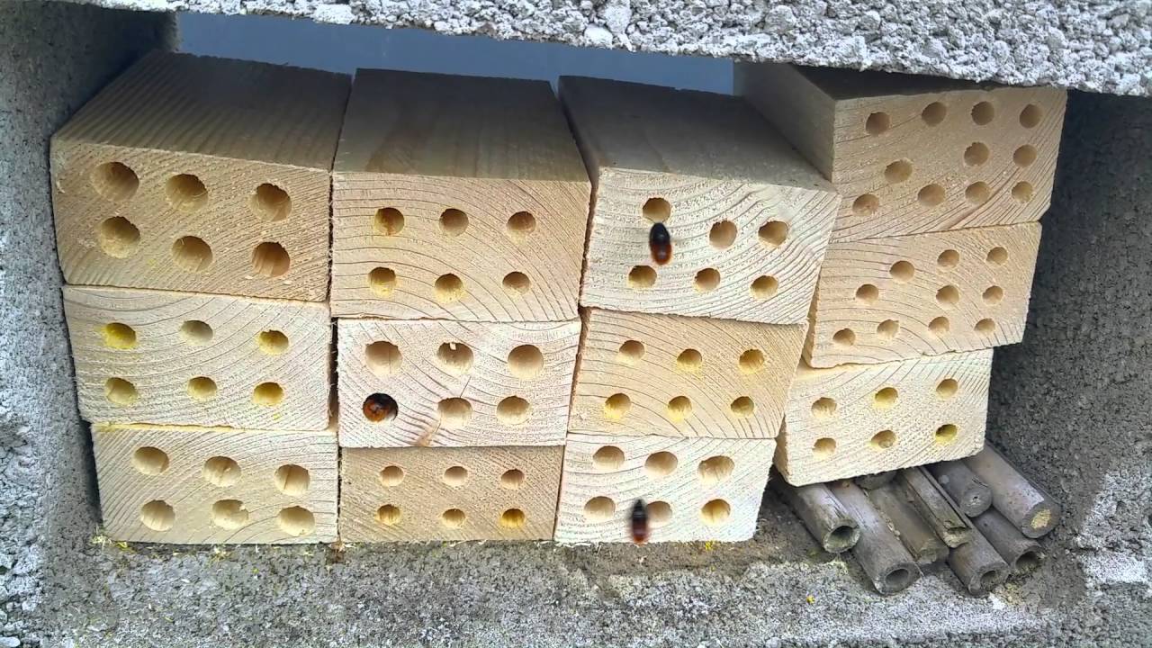 Osmia cornuta