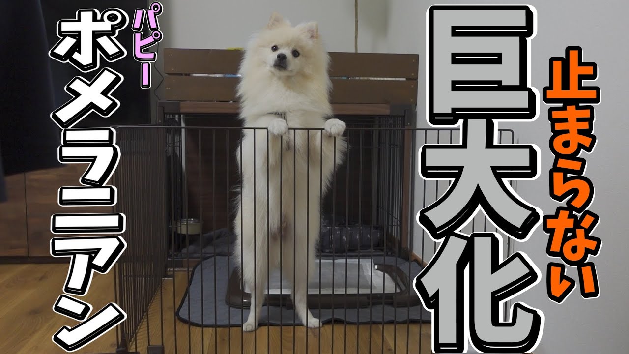 vlog #24 どこまで大きくなるの？スピッツやサモエドと間違われるポメラニアン