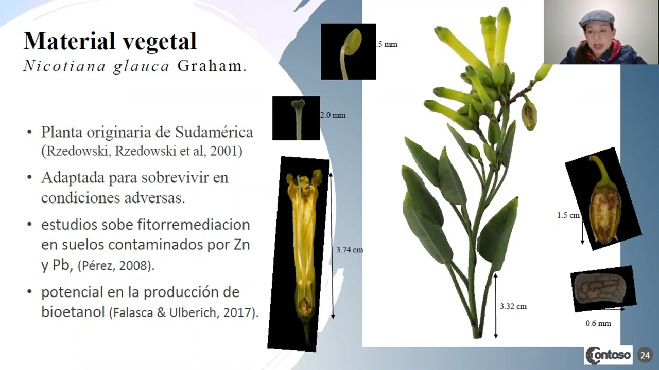 Actividad antifúngica de Nicotiana glauca_Dra Nadia Landero-Valenzuela