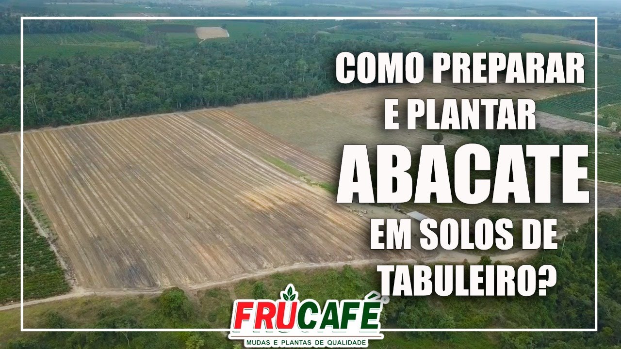 Como Preparar e Plantar ABACATE em Solos de Tabuleiros?