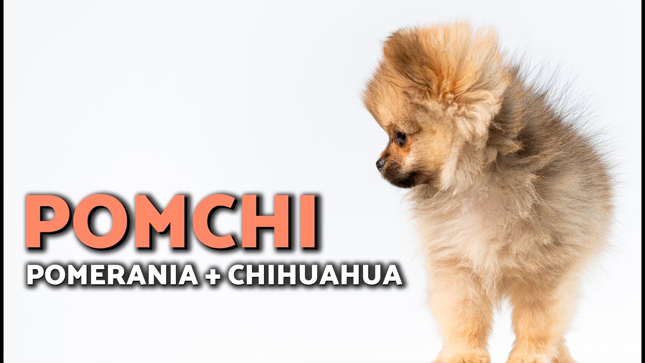 TODO sobre el POMCHI 😍 El adorable CRUCE entre POMERANIA y CHIHUAHUA ❤️🐶