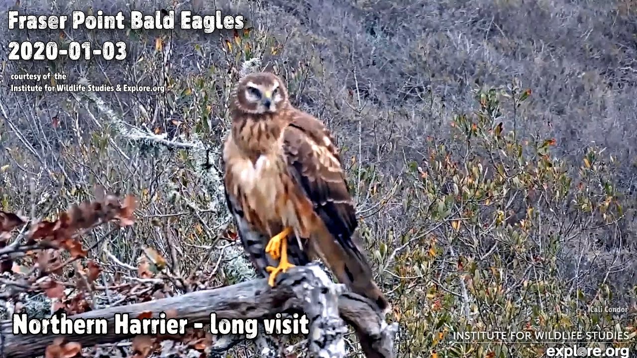 Fraser Point Eagles🦅Northern Harrier - Long Visit😊Explore.org 2021-01-03