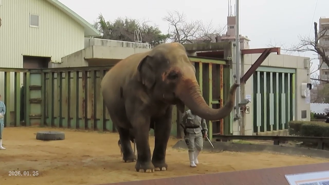 2026.01.25 15:06 ズゼのトレーニング（爪のお手入れ、伏せ）※jiro撮影