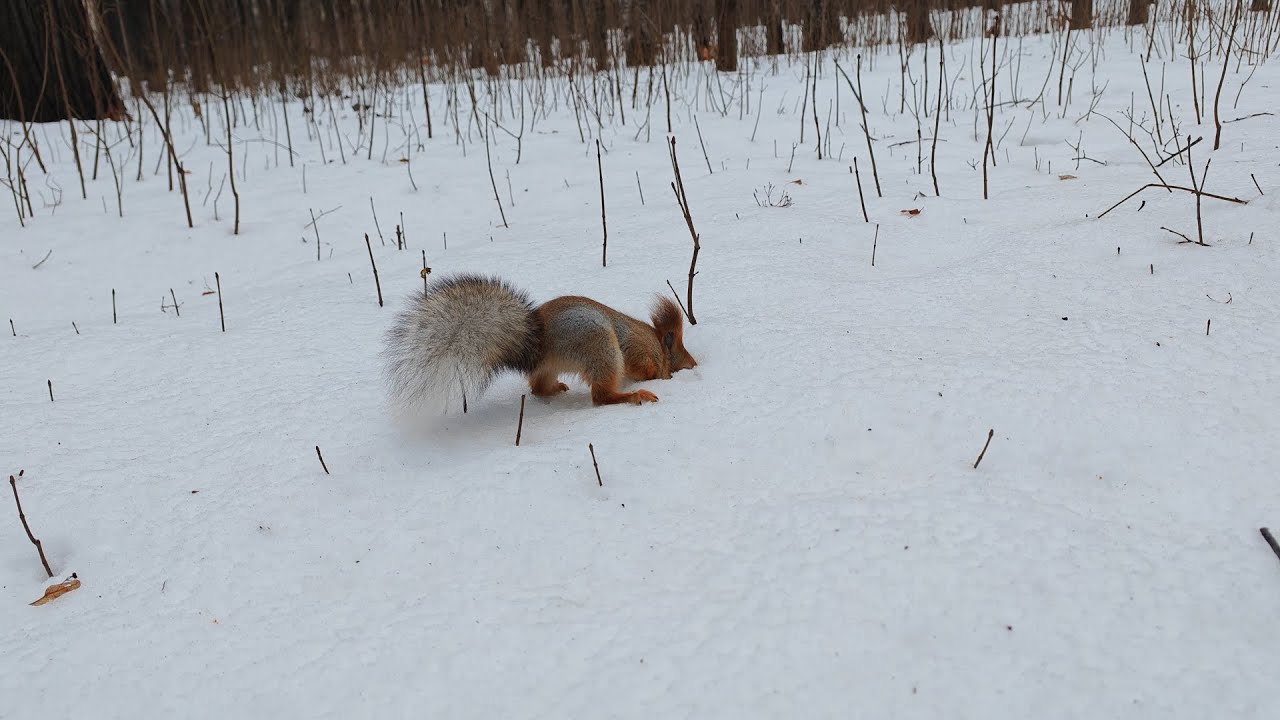 Утолил страсть Балерины к закапыванию)) 🤔🤭😂 Satisfied the Ballerina's passion for burying))
