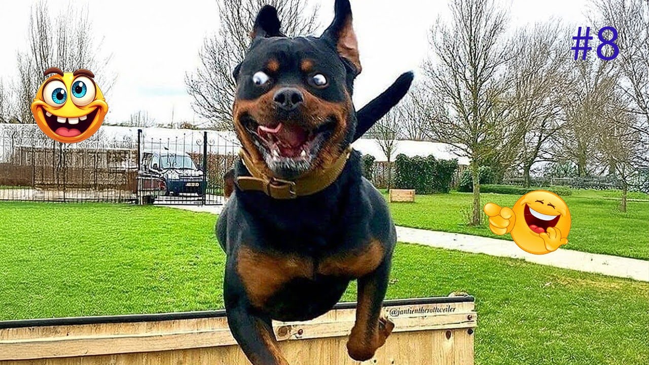 I Can’t Stop Laughing at These Hilarious Dogs 😂 Funny Dog Moments 2025 #8