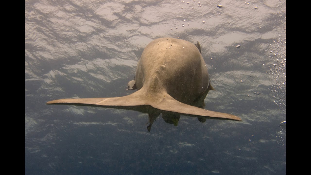 Sirenia - Dugong Manatee
