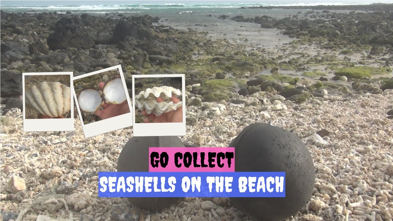 Collecting seashells on the beach is a wonderfully relaxing experience