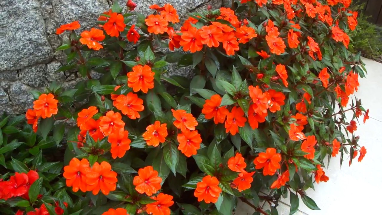 Impatiens, Maria sem Vergonha e Sunpatiens