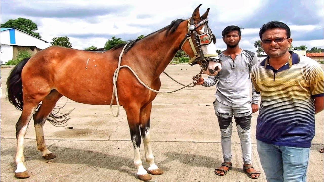 YEOLA HORSE MARKET || MAHARASHTRA _ Video-1