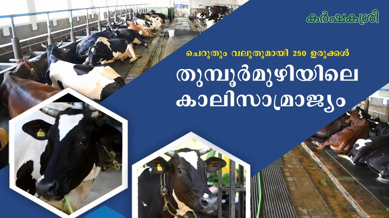 ഇന്ത്യൻ മിലിറ്ററി വികസിപ്പിച്ച കന്നുകാലി ഇനം | Dairy Farming | Karshakasree