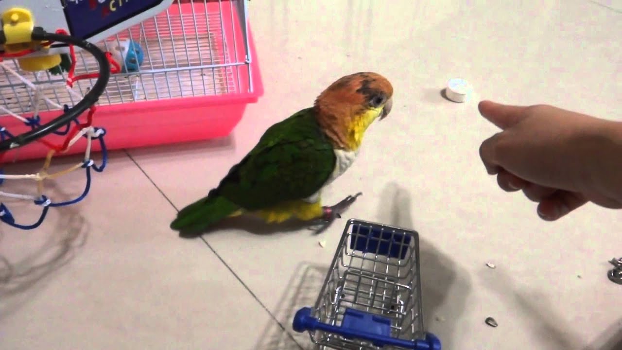 Smart Caique 金頭凱克-多多表演完整版