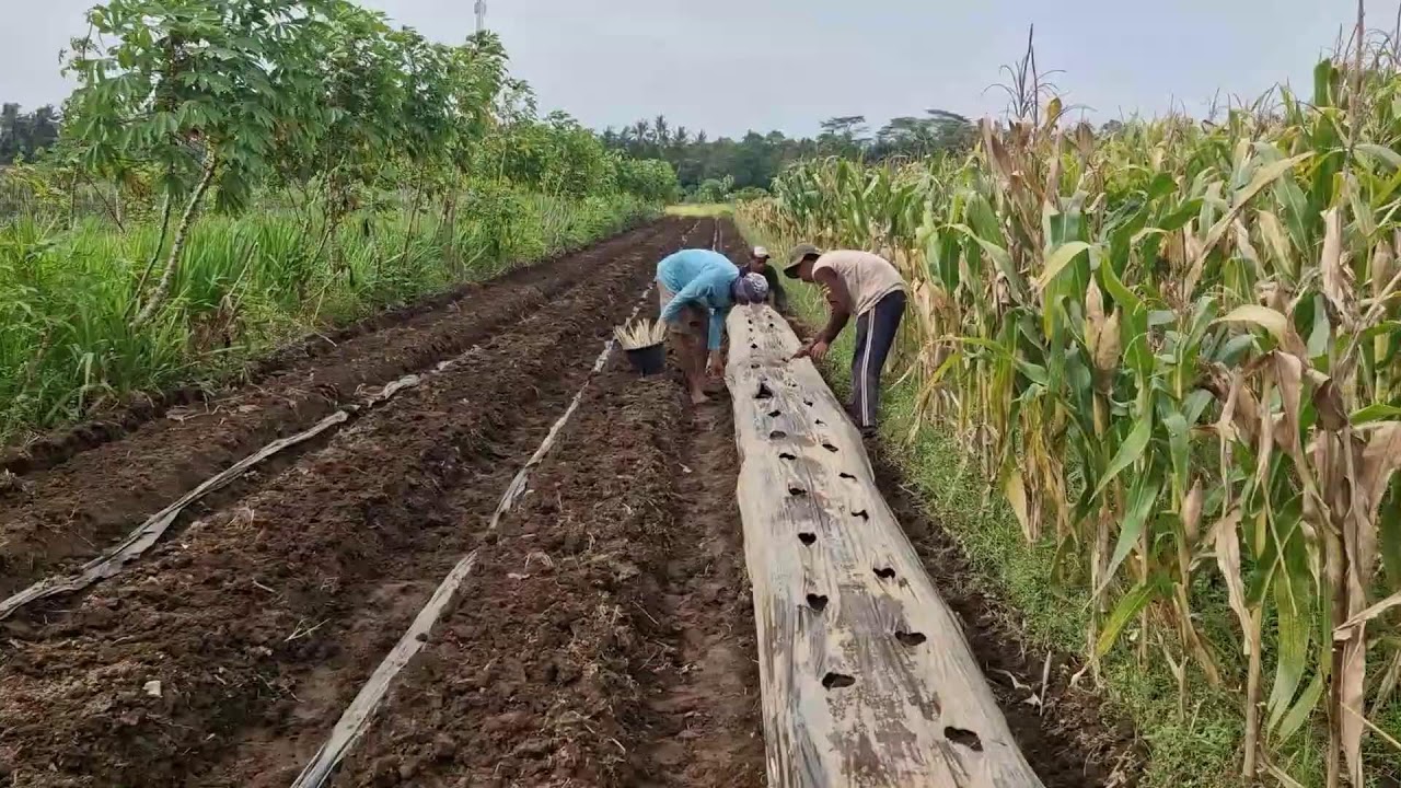 SMART FARMING TRICK: BAMBOO TOOL THAT LOCKS MULCH PLASTIC IN SECONDS! - Agriculture Gardening