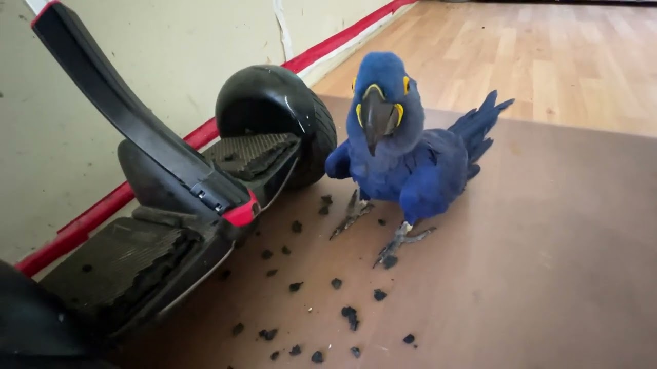 Naughty blue macaw destroying my Segway ninebot with her super strong 800 PSI BEAK!