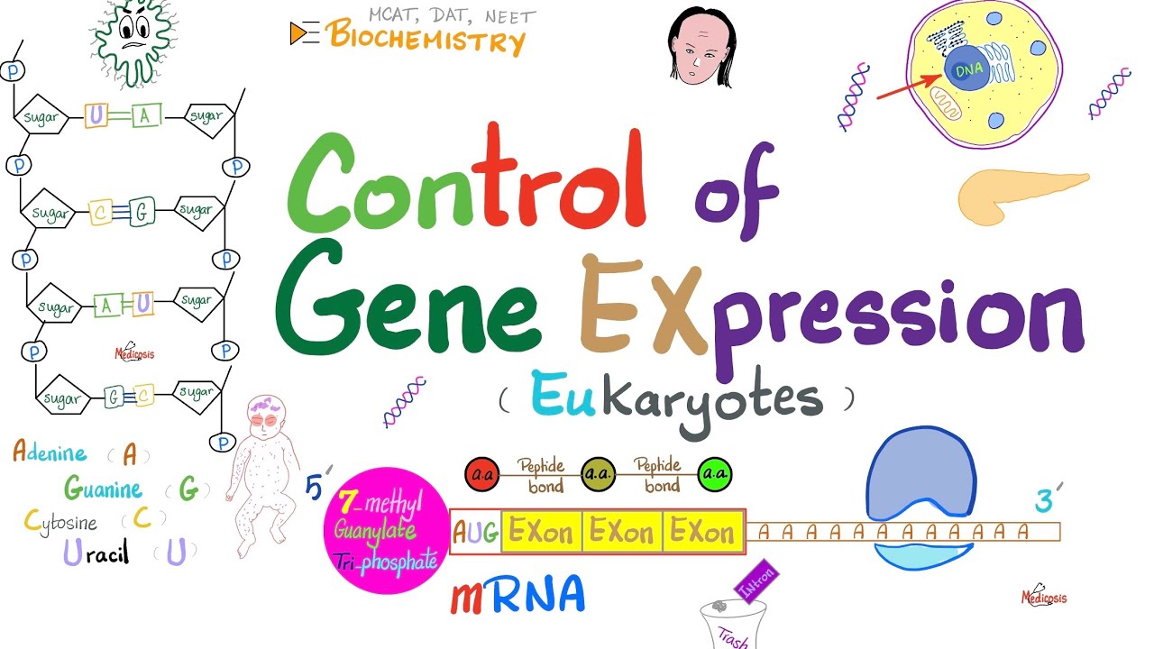Control of Gene Expression | Transcription Factors, Enhancers, Promotor, Acetylation vs Methylation