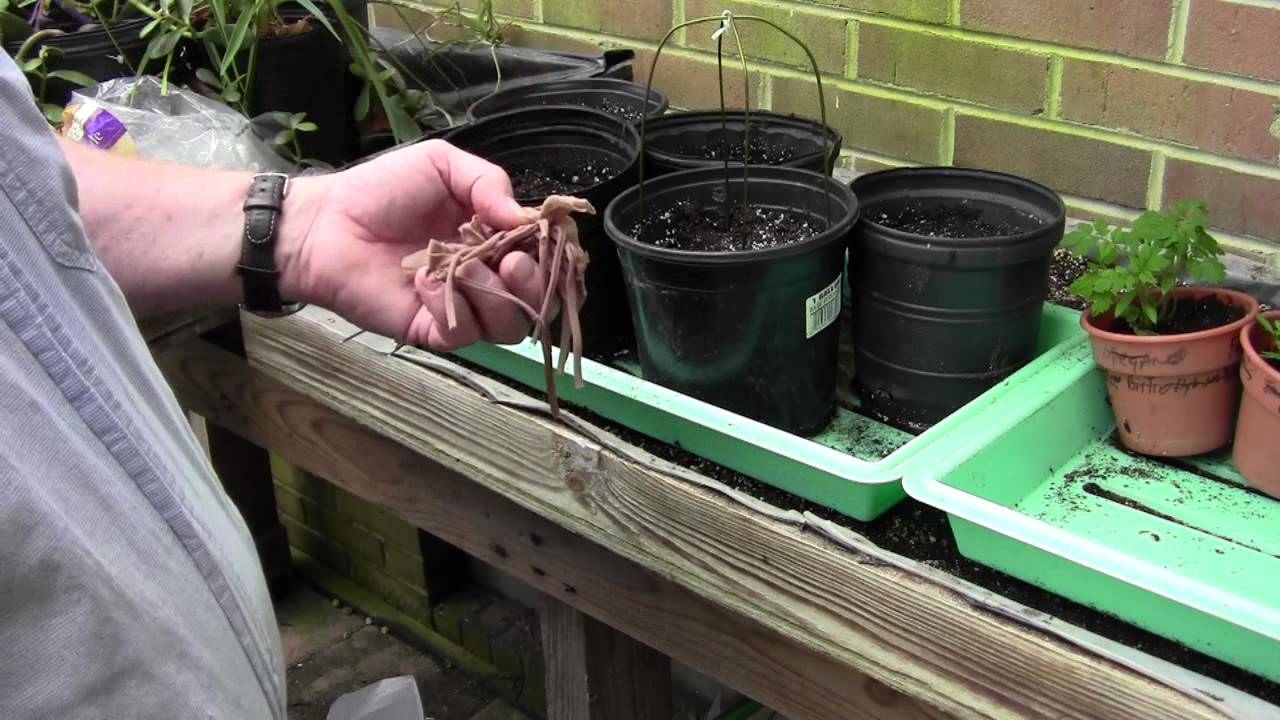 NEW GRAPEVINES FROM CUTTINGS PT 1 OF 2