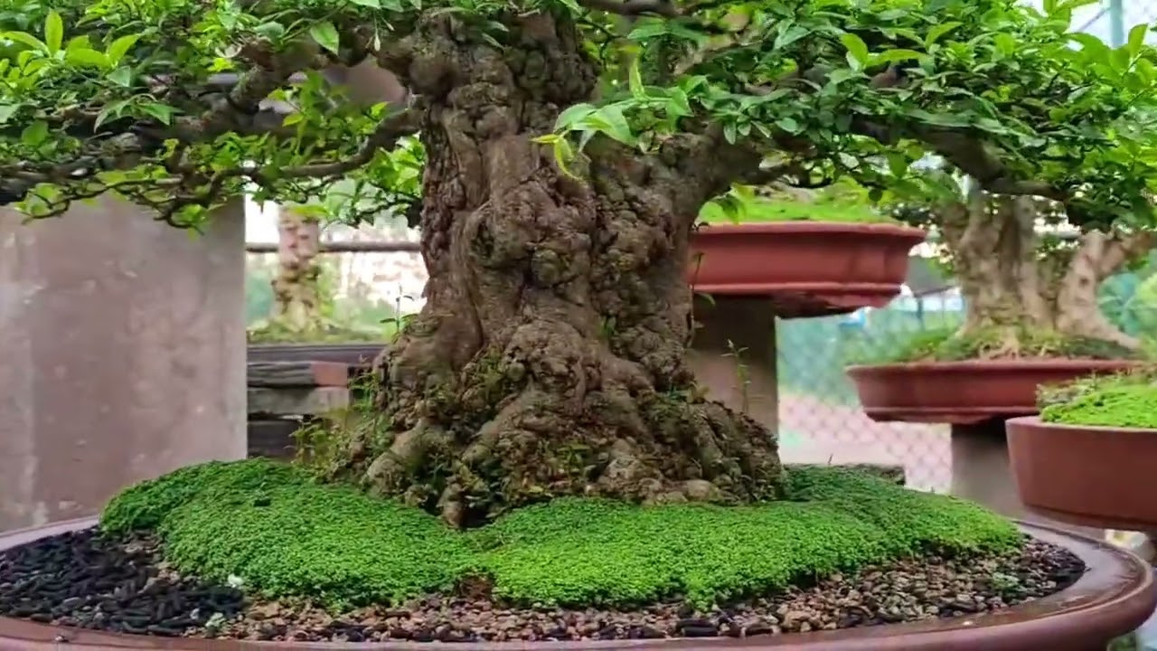Vườn toàn những siêu phẩm Mai Chiếu Thủy bonsai ở Long An