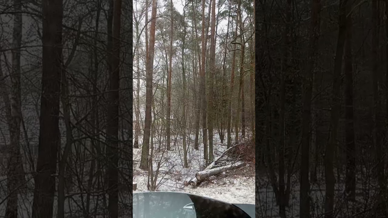 Eine lange Winter Fahrt mit guter schnee Landschaft 🌨️⛄❄️