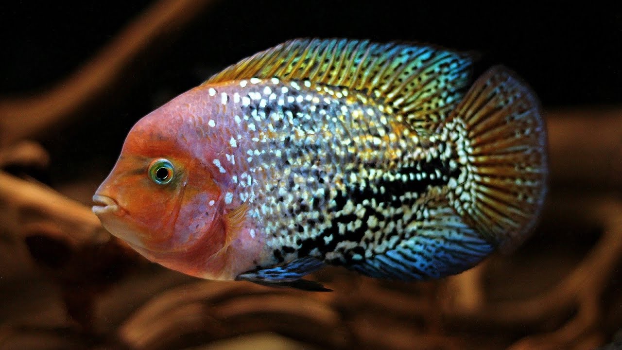 Vieja melanura Blue Spotted