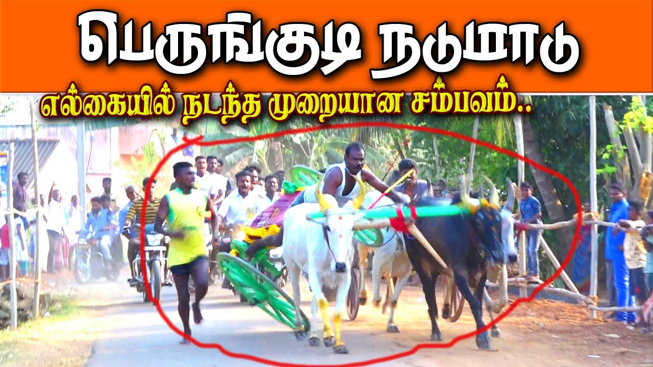 1பெருங்குடி-நடுமாடு_பந்தயம்-29.03.2023#krish_studio#krish_studio