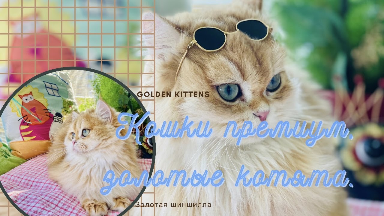 🤩 КОТЯТА И КОШКИ ПРЕМИУМ👑ЗОЛОТАЯ ШИНШИЛЛА🧡GOLDEN KITTENS 👑