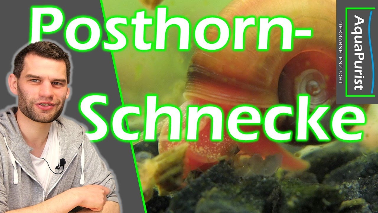 Posthornschnecken: Viele Farben und angenehme Gr&ouml;&szlig;e - Hausmeister im Aquarium