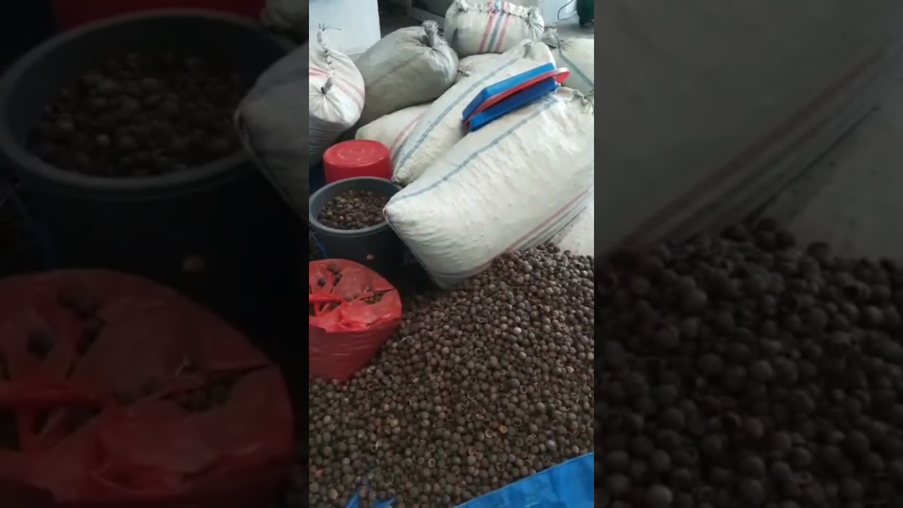 Proses Penyulingan Minyak Pala