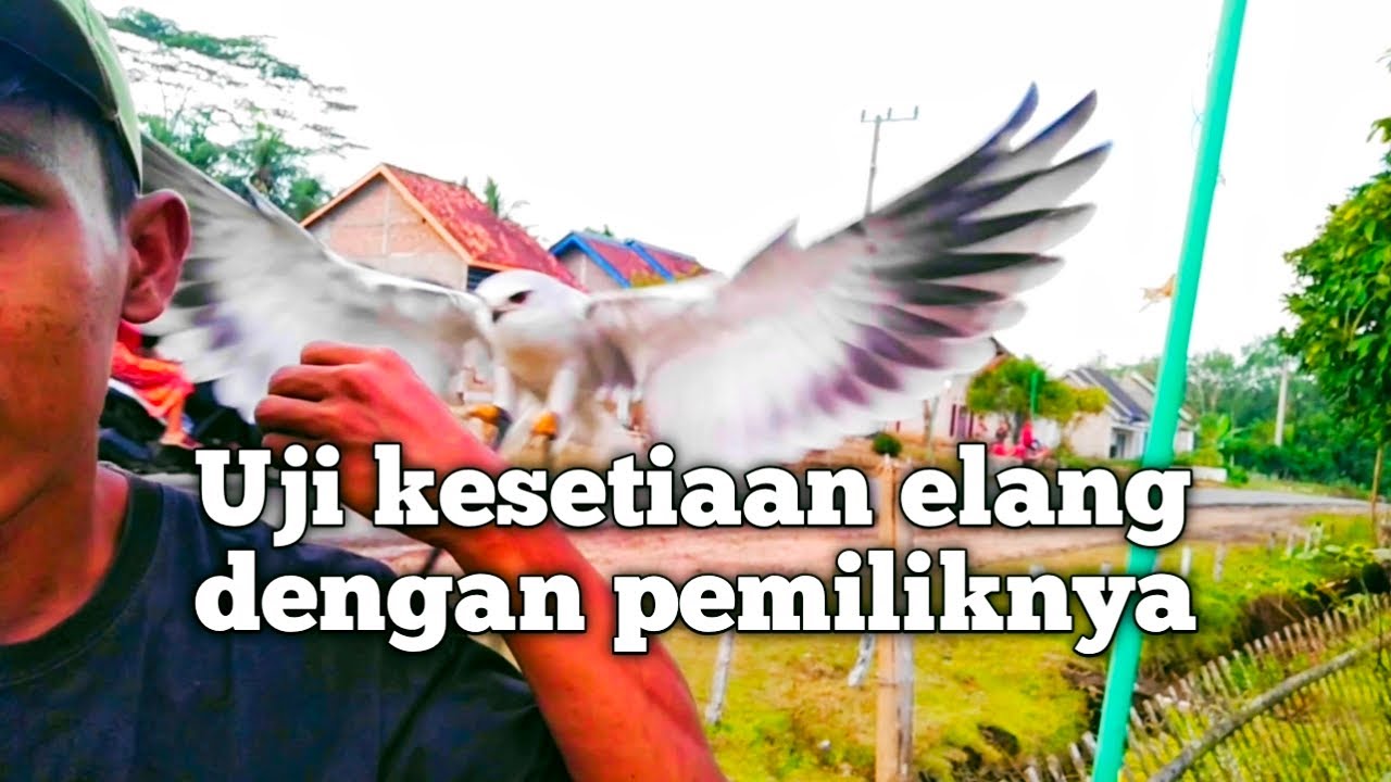 Melatih skill alap alap bwk sampai jinak nurut