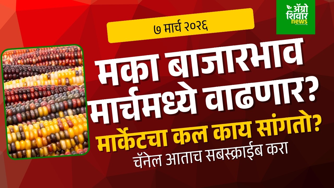maka bajar bhav | मका बाजार भाव मार्च एंडपर्यंत कसे असणार? | 7 March 26